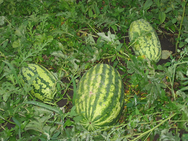 Datei:Wassermelonenfeld.jpg