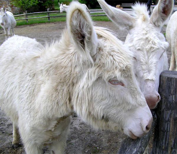 Datei:Weiße Esel.jpg