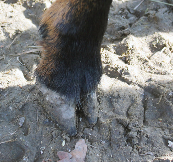 Datei:Zehen Ziege.jpg