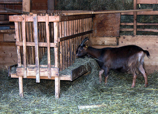 Datei:Ziege Futter.jpg