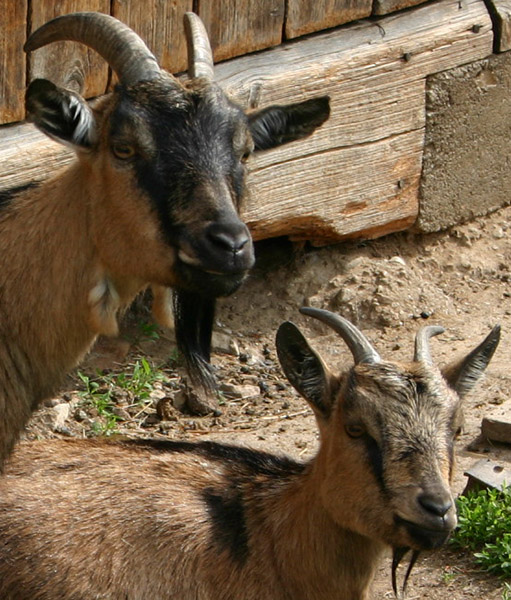 Datei:Ziege Glöckchen.jpg