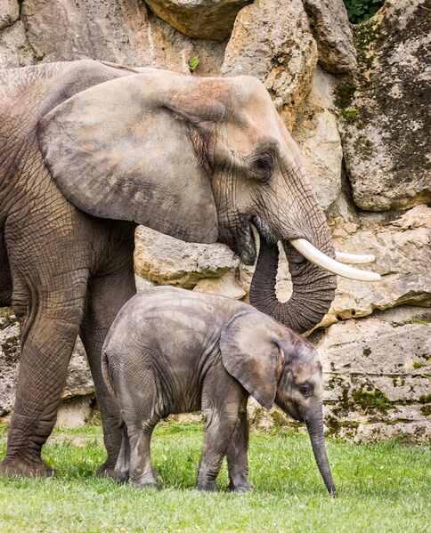 Datei:13 Tiergarten Schönbrunn Elefanten.jpg