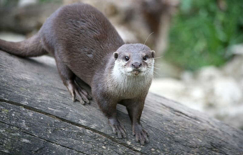 Datei:13 Tiergarten Schönbrunn Zwergotter.jpg