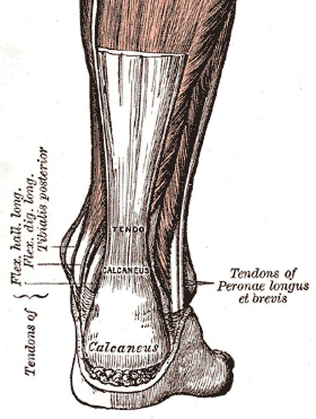 Datei:Achillessehne.jpg