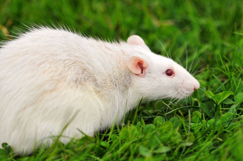 Datei:Albino Ratte.jpg