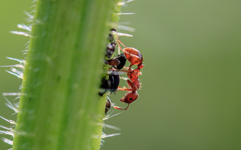 Datei:Ameise Blattläuse.png