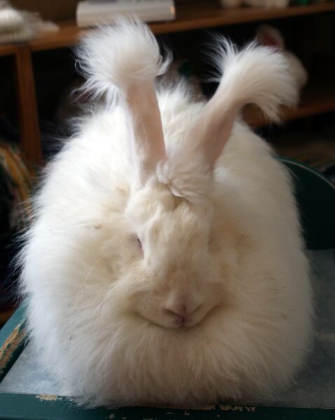 Datei:Angorakaninchen.jpg