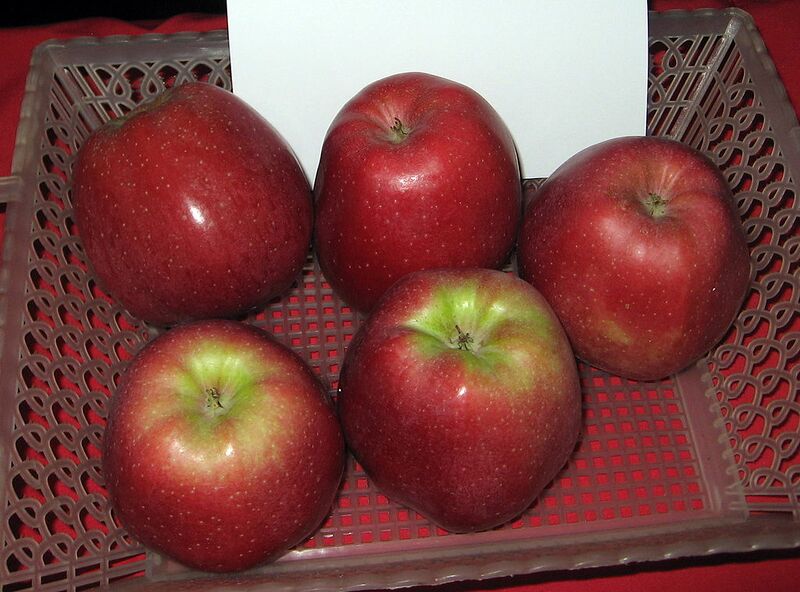 Datei:Apfelsorte Gloster.jpg