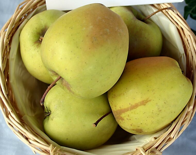 Datei:Apfelsorte Golden Delicious.jpg