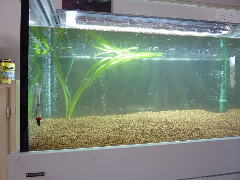 Datei:Bepflanzung Aquarium.jpg