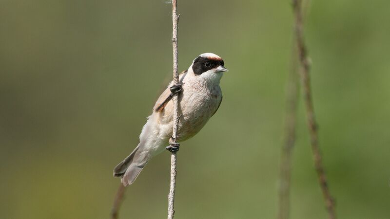 Datei:Beutelmeise Männchen.jpg