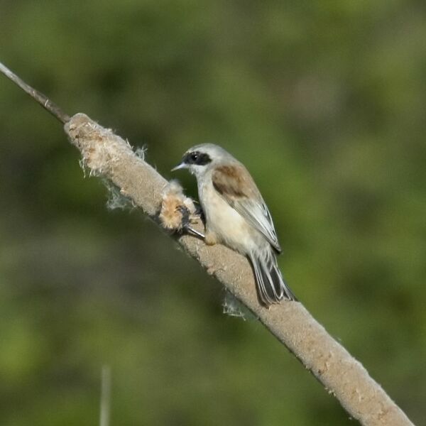 Datei:Beutelmeise Weibchen.jpg