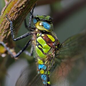 Blaugrüne Mosaikjungfer.jpg