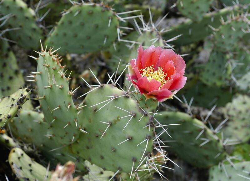 Datei:Blühender Kaktus.jpg