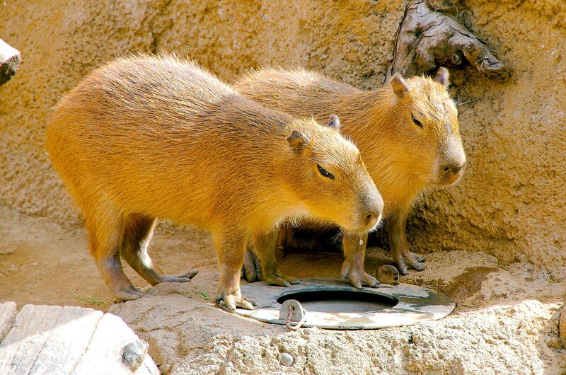 Datei:Capybara.jpg
