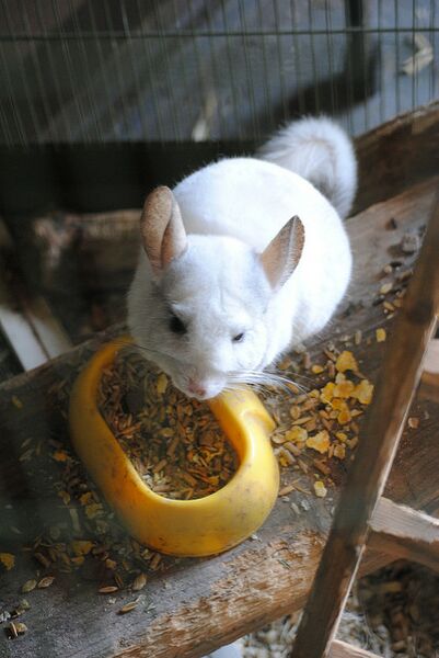 Datei:Chinchilla Futter.jpg