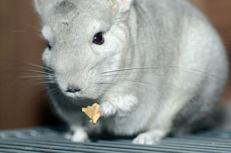 Datei:Chinchilla mit Futter.jpg