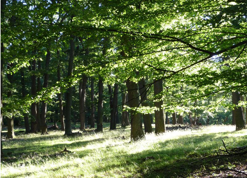 Datei:Die Grüne Lunge der Erde.jpg