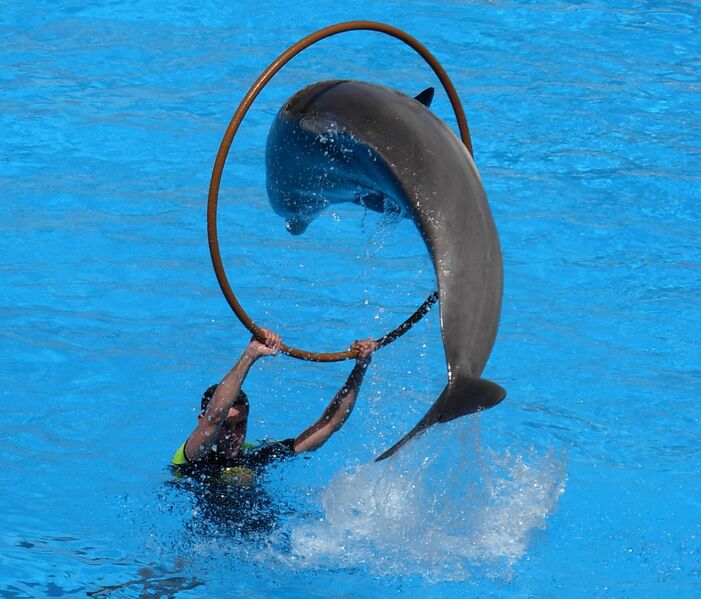 Datei:Dressierte Delfine.jpg