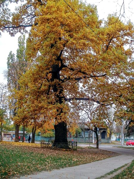 Datei:Eiche im Herbst.jpg