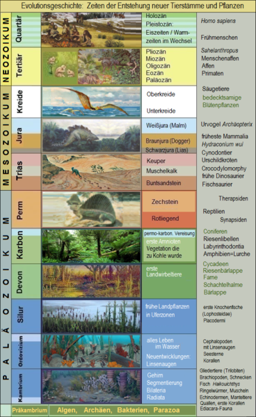 Datei:Evolutionsgeschichte.png