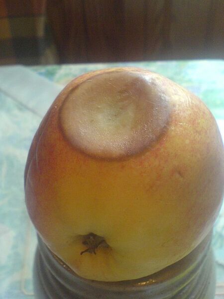 Datei:Fauler Apfel.jpg
