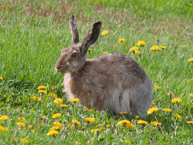 Datei:Feldhase im Gras.jpg