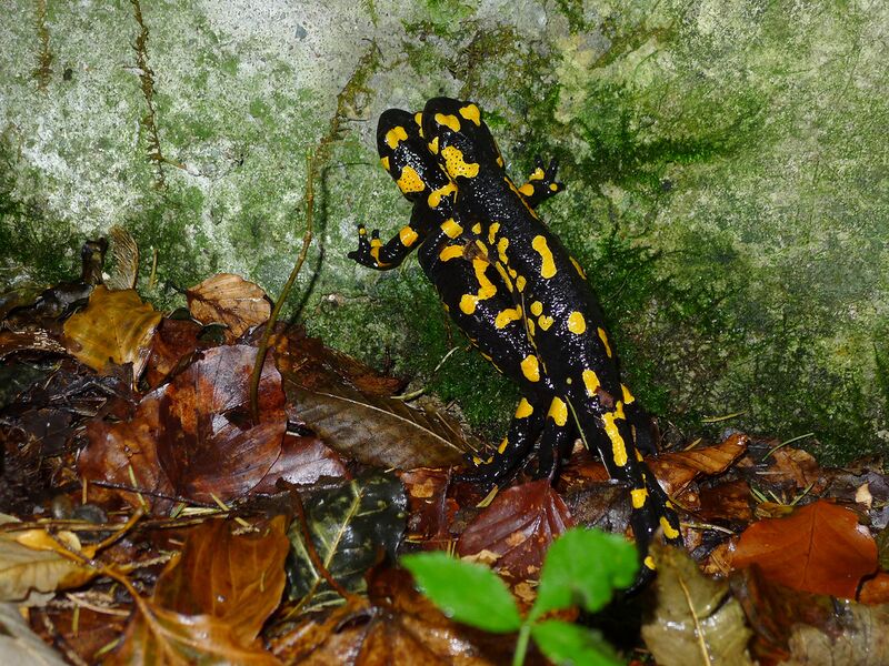 Datei:Feuersalamander Paarung.jpg