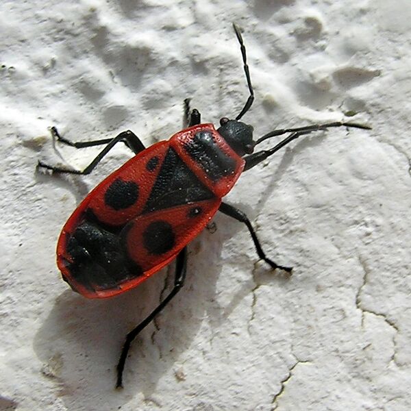 Datei:Feuerwanzen frühlingsfest.jpg