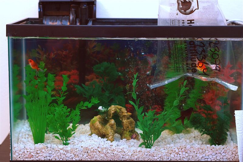 Datei:Fischbesatz Aquarium.jpg