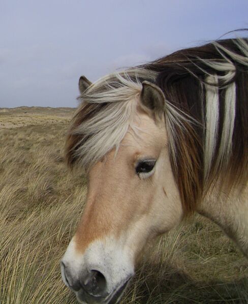 Datei:Fjordpferd.jpg