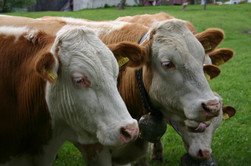 Datei:Fleckvieh 08.jpg