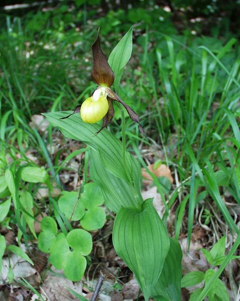 Datei:Frauenschuh 4.jpg