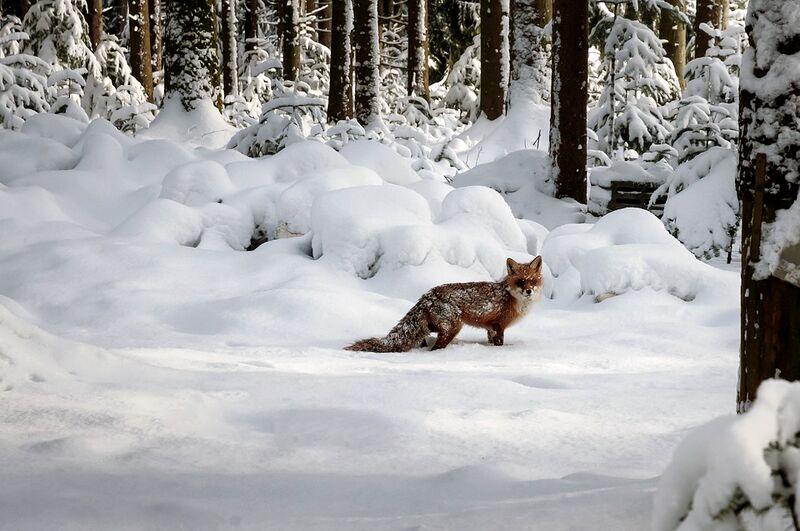 Datei:Fuchs im Schnee.jpg