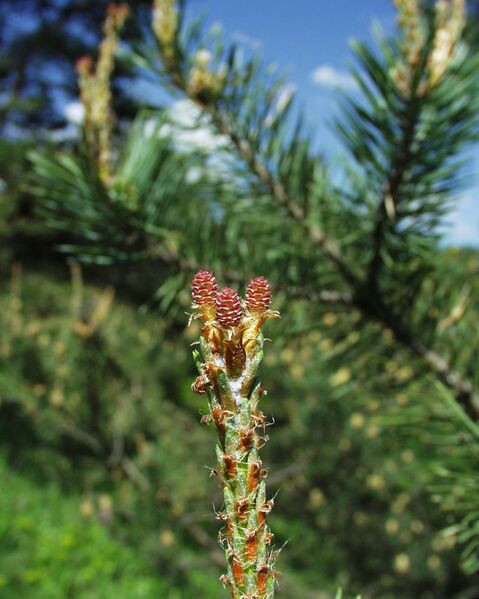 Datei:Föhrenblüte2.jpg