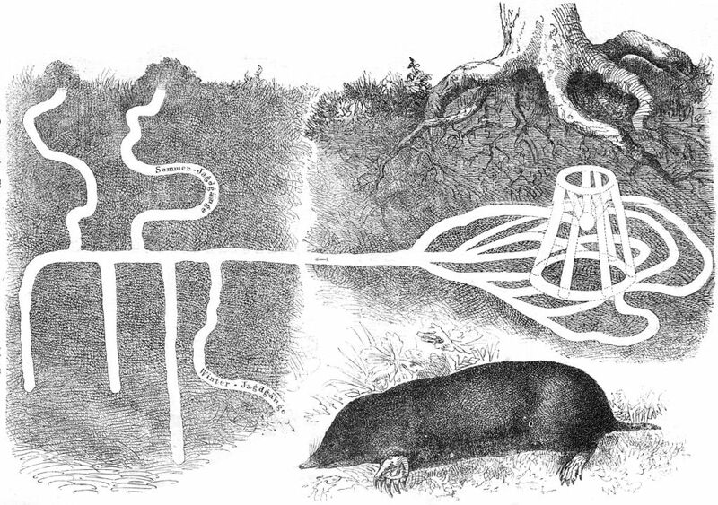 Datei:Gangsystem eines Maulwurfs.jpg