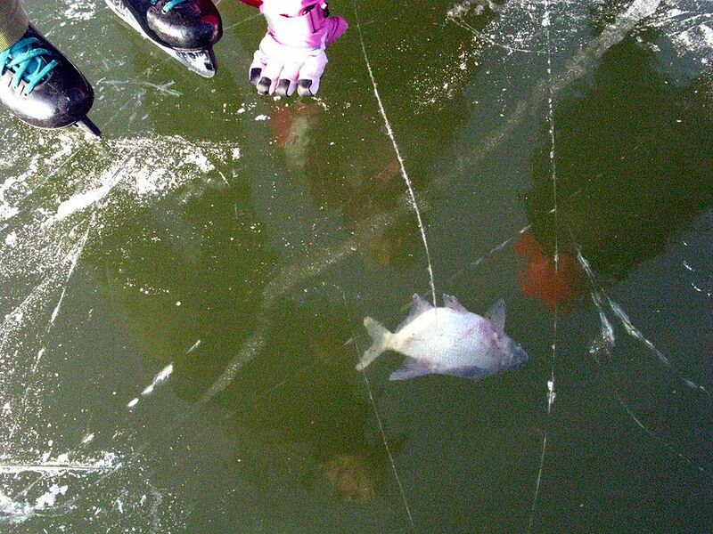 Datei:Gefrorener Fisch.jpg