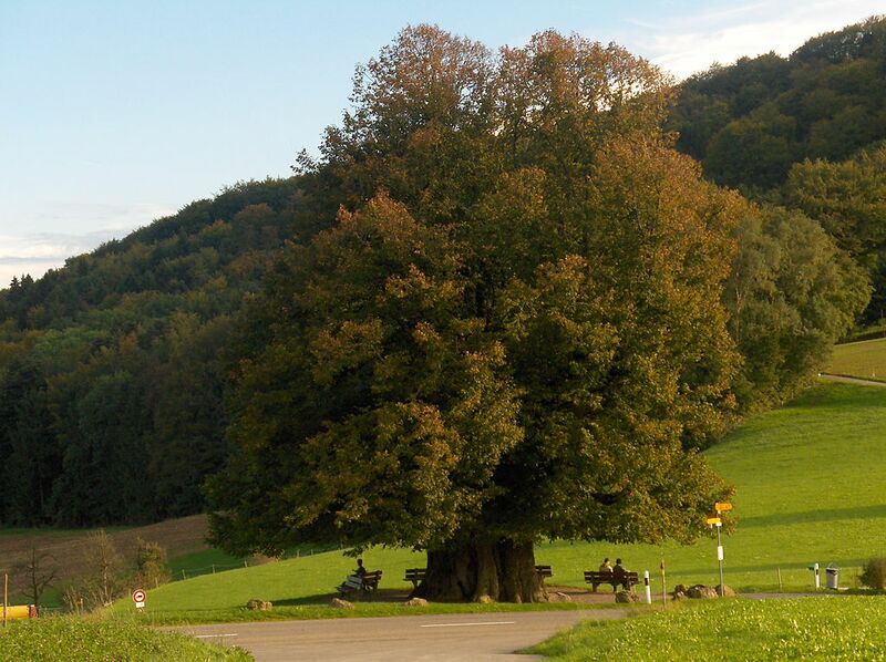 Datei:Gewaltige Linde.jpg