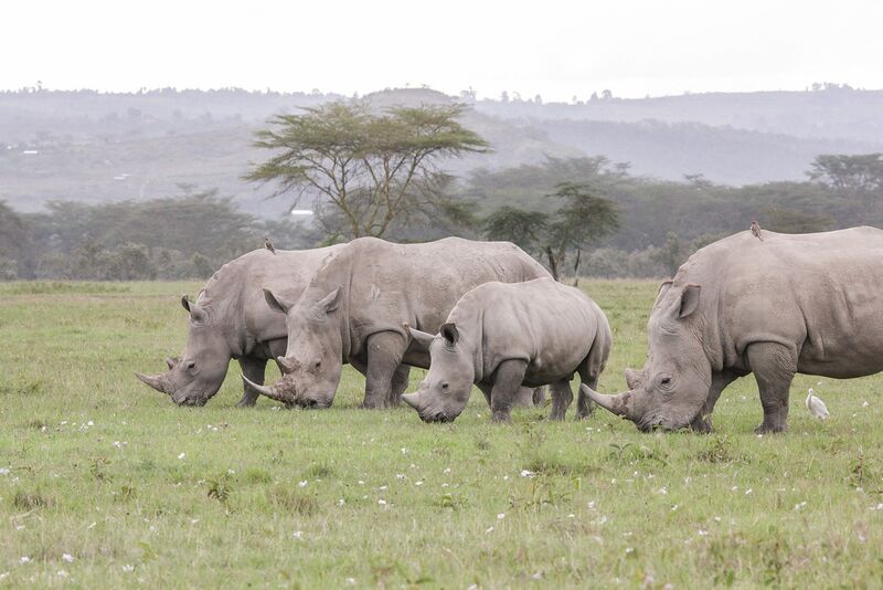 Datei:Grasendes Nashorn.jpg