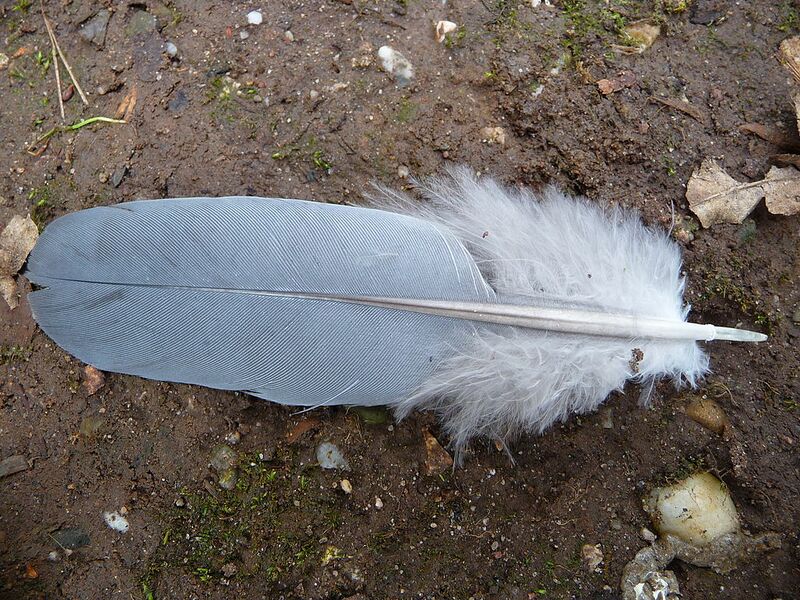 Datei:Graue Gänsefeder.jpg