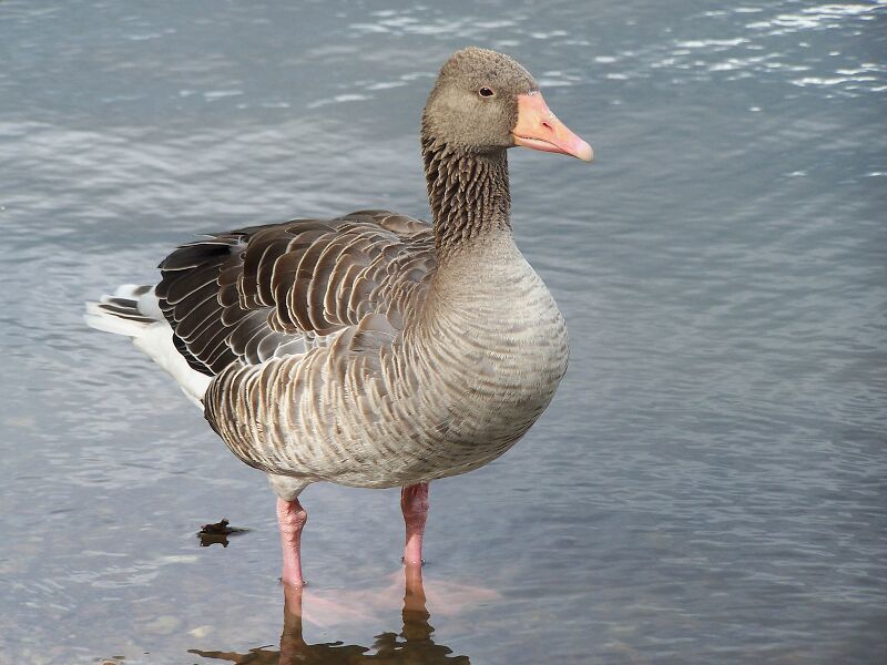 Datei:Graugans am Wasser.jpg