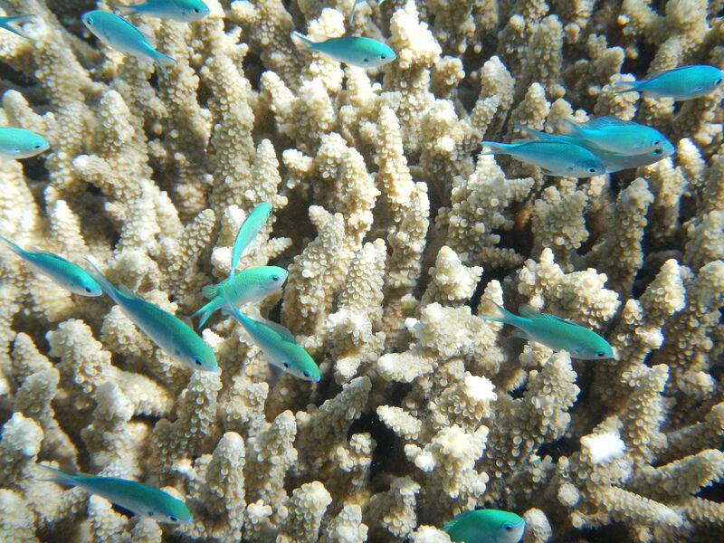 Datei:Great Barrier Reef1.jpg