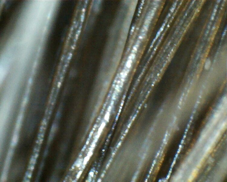 Datei:Haar unterm Mikroskop.jpg