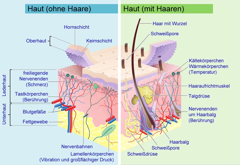 Datei:Haut Aufbau.jpg