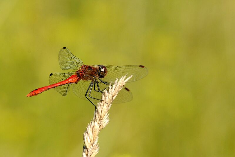 Datei:Heidelibelle gefleckt.jpg