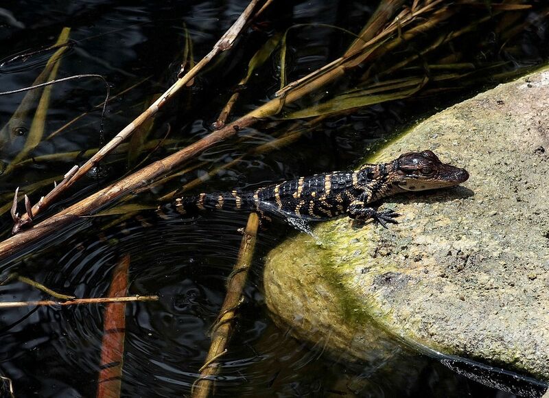 Datei:Junger Mississippialligator.jpg
