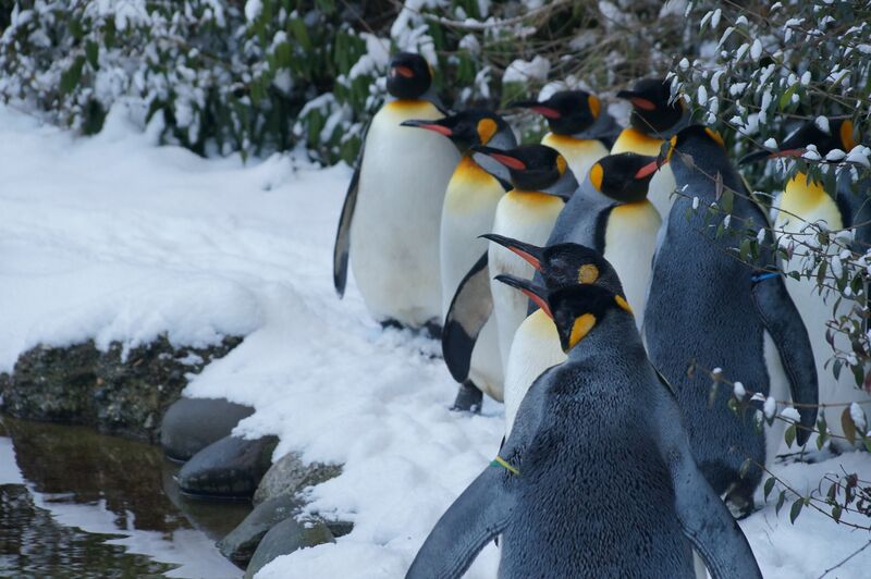 Datei:Königspinguin 2.jpg