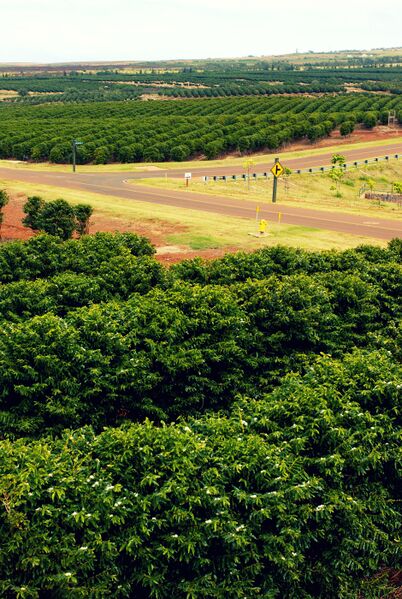 Datei:Kaffeeplantage.jpg