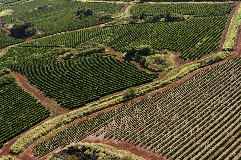 Datei:Kaffeeplantage Kaui Hawaii.jpg