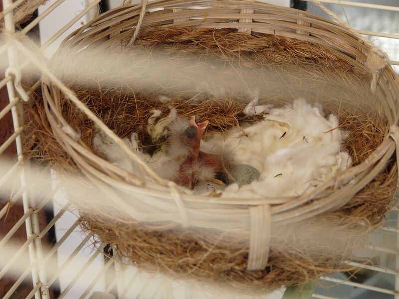 Datei:Kanarienvogel Eier.jpg